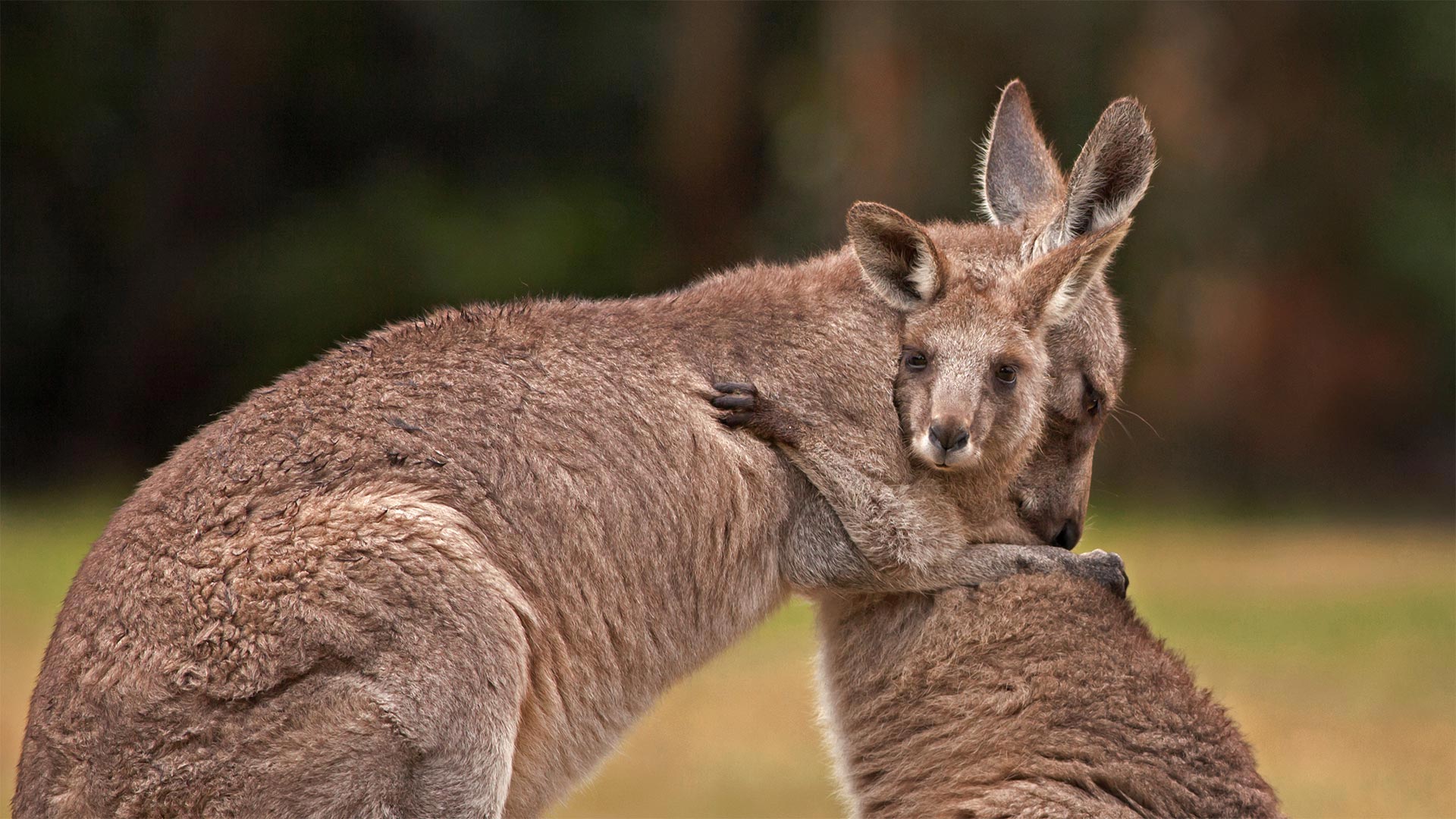 活动邀请函|2026年5月27日中资企业加拿大投资法律实务与机遇专场